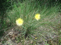 Scorzonera angustifolia