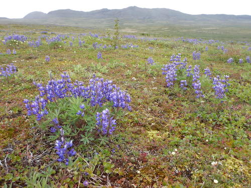 Arctic Lupine