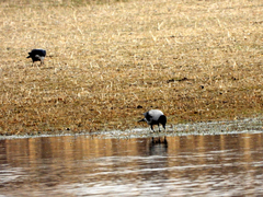 Corvus cornix