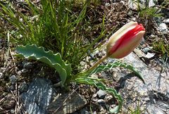 Tulipa korolkowii