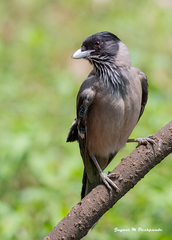 Garrulus lanceolatus