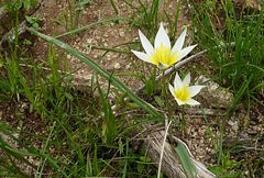 Tulipa turkestanica