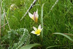 Tulipa turkestanica
