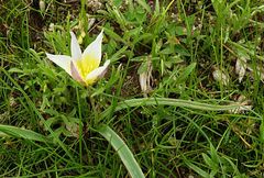 Tulipa turkestanica