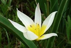 Tulipa turkestanica