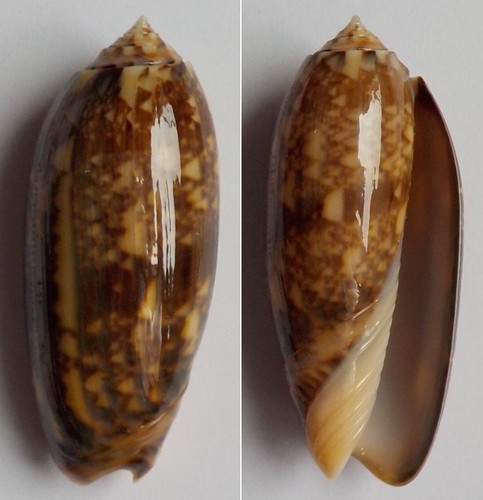 Oliva tremulina observed 2013-11-30