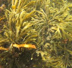 Xiphophora chondrophylla