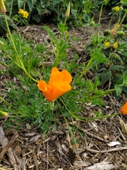 Eschscholzia californica californica
