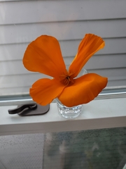 Eschscholzia californica californica