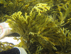 Xiphophora chondrophylla