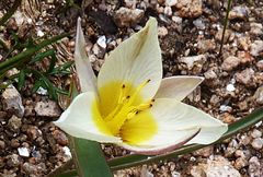 Tulipa turkestanica