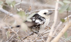 Lybius leucocephalus
