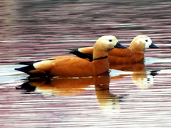 Tadorna ferruginea