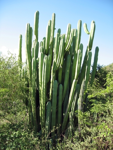 Myrtillocactus eichlamii image