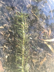 Elodea najas