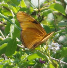 Dryas iulia