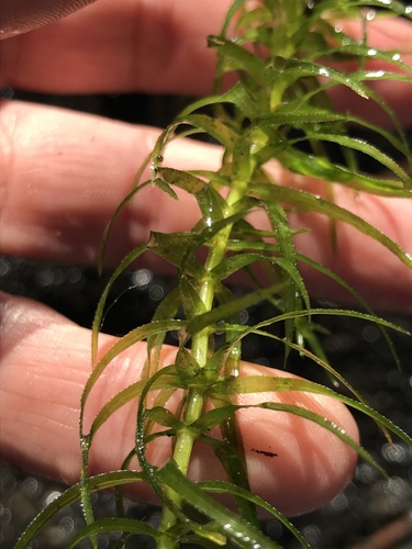 Elodea najas, photograph 2