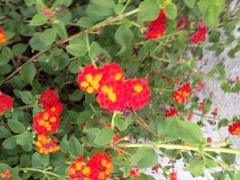 Lantana