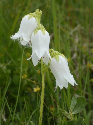 Campanula barbata (Campanula barbata)