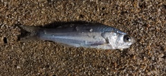 Polydactylus
