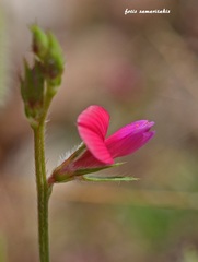 Onobrychis aequidentata