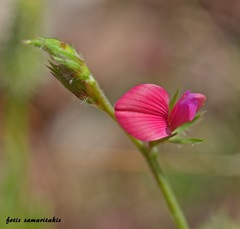 Onobrychis aequidentata