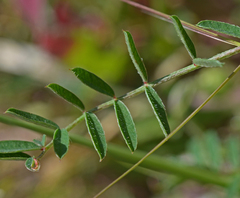 Onobrychis aequidentata