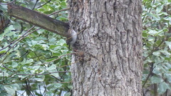 Thryomanes bewickii