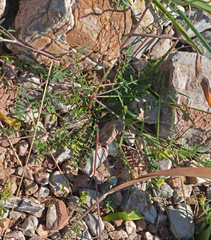 Onobrychis aequidentata