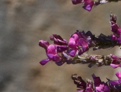 Onobrychis sphaciotica