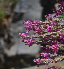 Onobrychis sphaciotica