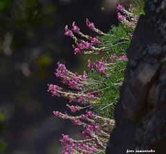 Onobrychis sphaciotica