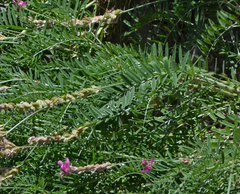 Onobrychis sphaciotica