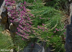 Onobrychis sphaciotica