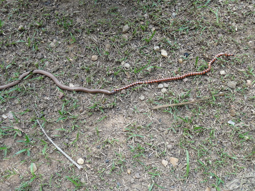 Photo of a Apostolepis pymi (Apostolepis pymi)