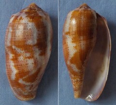 Conus tulipa