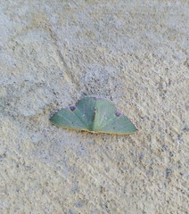 Synchlora astraeoides