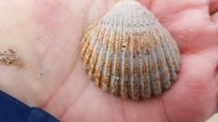 Acanthocardia echinata