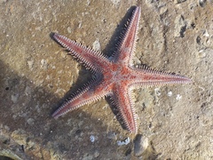 Astropecten aranciacus