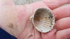 Acanthocardia echinata