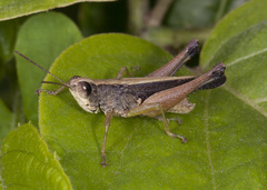 Orphulella losamatensis