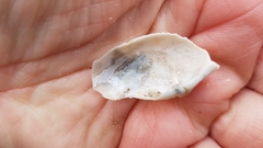 Zirfaea crispata