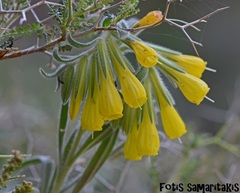 Onosma erecta erecta