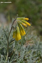 Onosma erecta erecta