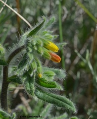 Onosma graeca