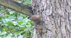 Thryomanes bewickii