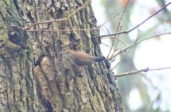 Thryomanes bewickii