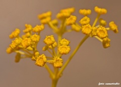 Opopanax hispidus