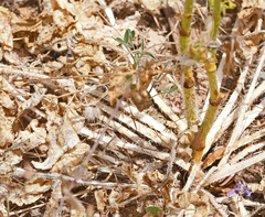 Opopanax hispidus