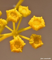 Opopanax hispidus